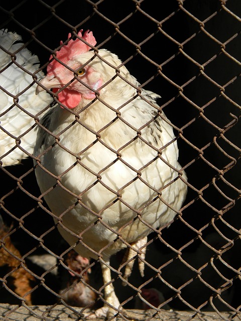 前武汉三镇外援佩德罗-恩里克加盟云南玉昆